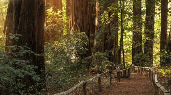 Kuzey Kaliforniya Sekoya Ormanı Manzara Yolu Antik Orman Teması Araştırılıyor — Stok fotoğraf