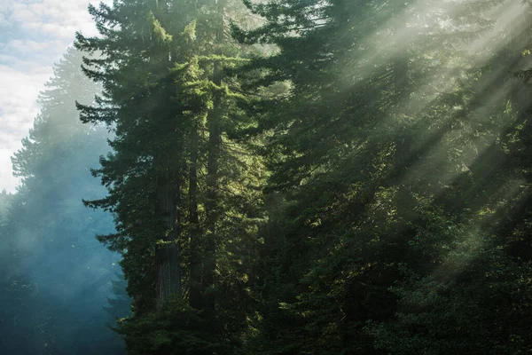 Scenic Morning Sunlight Een Oud Redwood Forest Noord Californië Natuur — Stockfoto