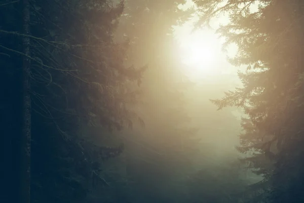 Summer Morning Sunlight Στο Coastal Redwood Forest Καλιφόρνια Ηνωμένες Πολιτείες — Φωτογραφία Αρχείου