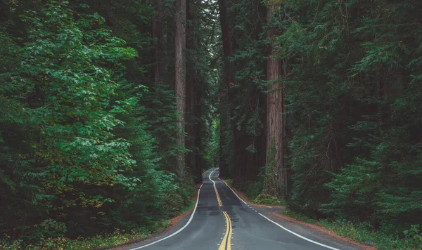 美国北加州巨人阵路的大道 穿过洪堡红杉州立公园 — 图库照片