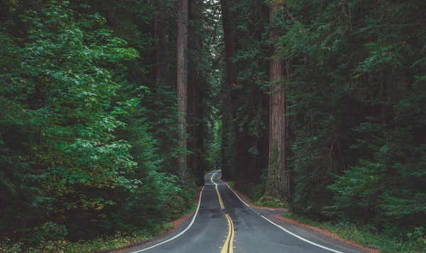 Avenue Giants Scenic Highway Norte Califórnia Estados Unidos Correndo Através — Fotografia de Stock