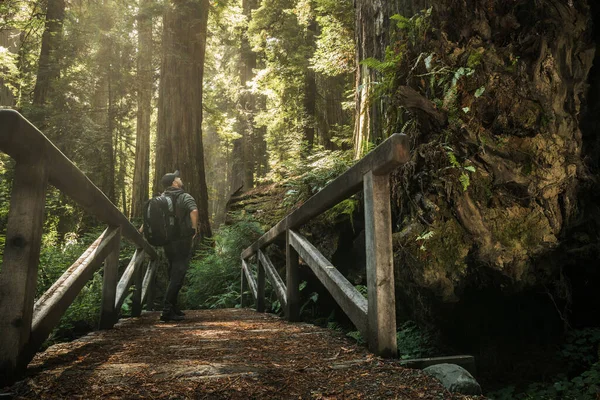 Kaukázusi Turizmus Hátizsákkal Felfedezés Ősi Erdő Míg Túrázás Redwood Forest — Stock Fotó
