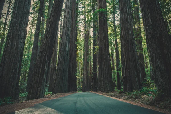 巨大なレッドウッドの森を抜ける道 北カリフォルニア州自然保護区 アメリカ合衆国 — ストック写真