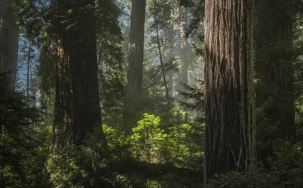 Kaliforniya Manzaralı Sekoya Antik Ormanı Güneşli Eylül Günü — Stok fotoğraf