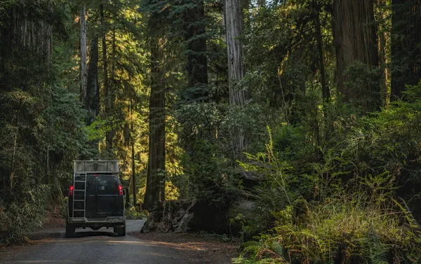 Camper Van Road Trip California Redwoods Area Converted Van Scenic — Stock Photo, Image