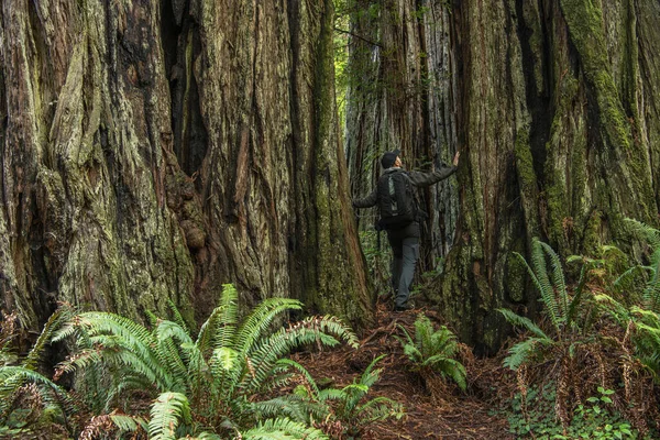 Caucasian Backpacker Exploring Ancient Redwood Forest Staying Gigantic Trees Crescent — Stock Photo, Image