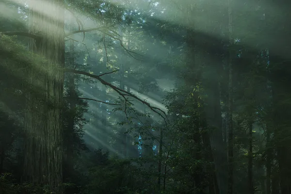 Scenario Della Foresta Sequoie Coperto Dalla Nebbia Costiera Panoramica Tema — Foto Stock