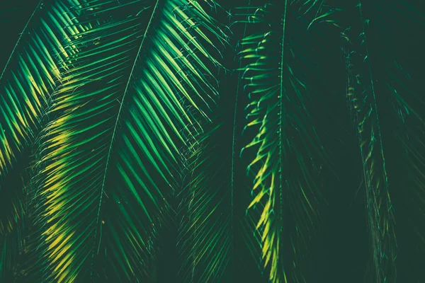 Trópusi Palm Elhagyja Természet Hátterét Levél Közelkép Kék Szín Szerinti — Stock Fotó