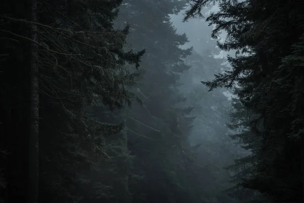 Dark Dramatic Redwood Woodland Landscape Norte Califórnia Estados Unidos América — Fotografia de Stock