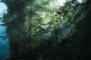 Northern California Redwood National Forest Scenery. Coastal Fog Rolling Through the Ancient Forest. clipart