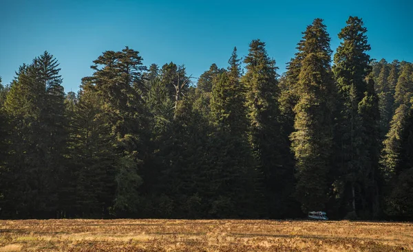 大牧场前面红杉森林一侧的Rv野营面包车 南加州北部的干营场景 United States America — 图库照片