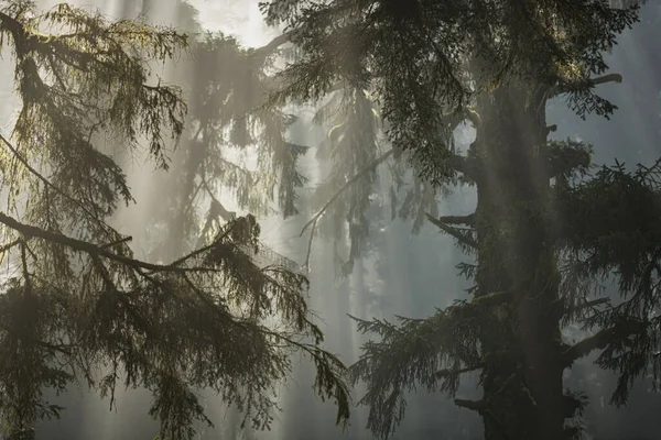 由晨雾覆盖的加州红杉雨林 木景特写 — 图库照片
