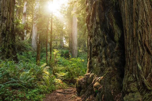 Escenic Summer Sunny Day Redwood Forest Northern California Estados Unidos — Foto de Stock