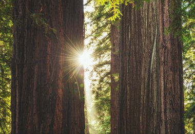 İki Antik Sekoya Ağacı ve Güneş Arası. Redwood Ulusal ve Eyalet Parkları, Kaliforniya, ABD.