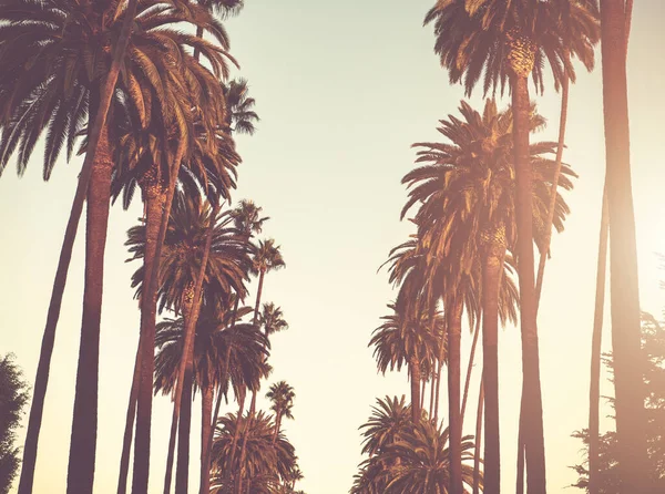 Güney Kaliforniya Daki Palmiyeler Sokağı Boyunca Sunset Golden Hour Sırasında — Stok fotoğraf