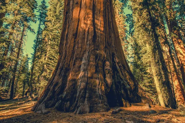 アメリカ カリフォルニア州のシエラネバダ山脈で成長する巨大な古代のセコイア — ストック写真