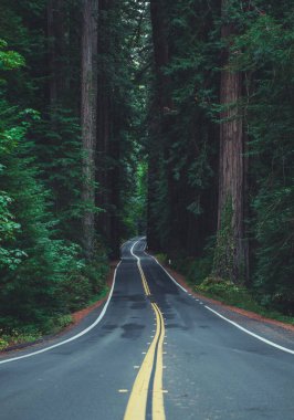 Famous California Redwood Highway Vertical Photo. Ancient Woodland. Eureka, CA United States of America. clipart