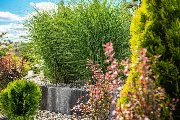 Decorative Residential Garden Grasses Other Plants — Foto Stock