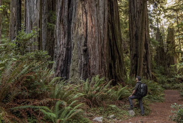 Tourist Exploring California Ancient Redwoods Forest Northern California State Sequoioideae — Stok fotoğraf