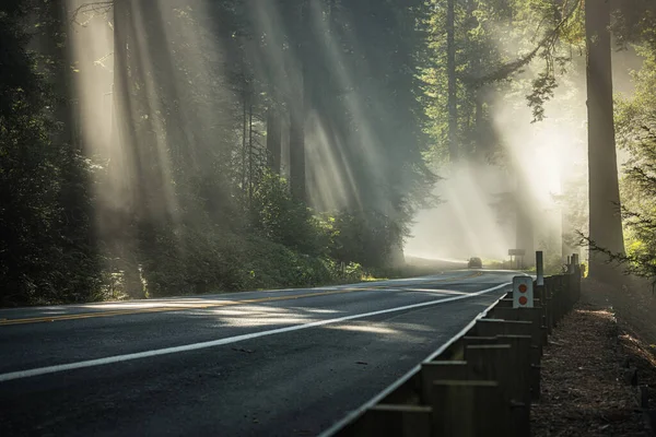 Scenic Foggy Morning Sunlight Rays California Redwood Highway Paysages Nord — Photo