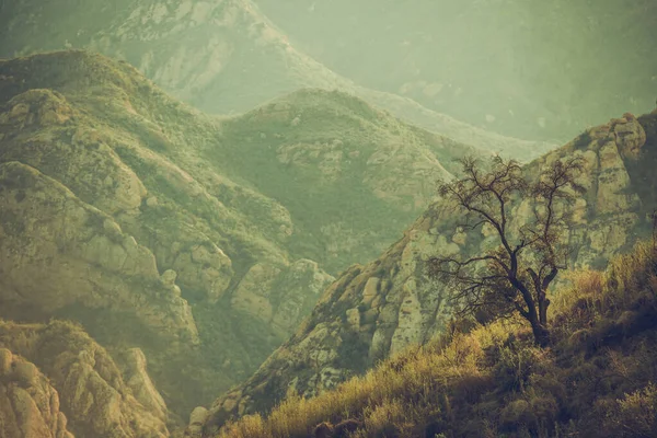 Lonely Tree Santa Monica Mountains Malibu California United States America — стокове фото