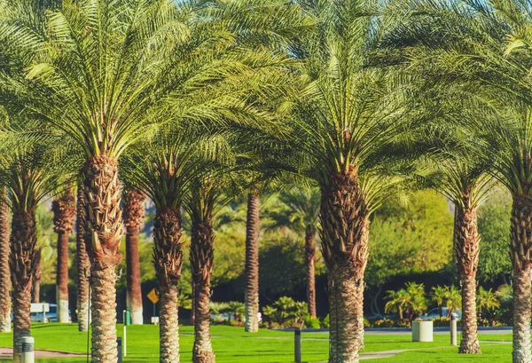 Winter Time Indian Wells Coachella Valley Date Palms Southern California — Stockfoto