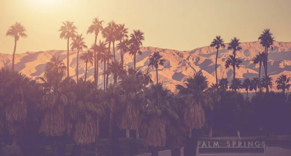 Palm Springs Matt Violet Color Grading Panorama Palm Trees Mountains — Stok fotoğraf