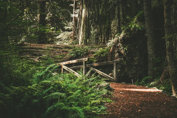 Scenic California Redwood Trail Small Wooden Bridge Tiny Creek Redwood — Stock Fotó