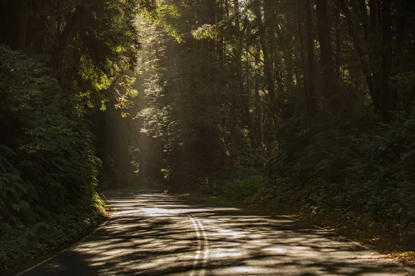 Sunny Winding Road Redwood Forest Northern California United States America — Stock fotografie