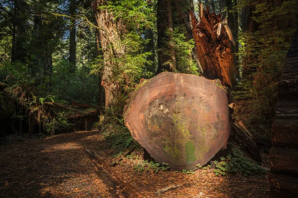 Dayanıklı Sekoya Ağacı Kerestesi Ormandan Bıçkıhaneye Kereste Işleniyor Sekoya Kesimi — Stok fotoğraf