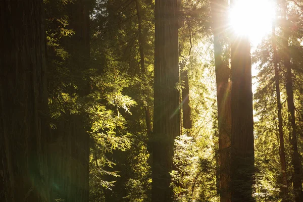 Ranní Slunce Prochází Sekvojem Stromů Scénická Severní Kalifornie Woodland — Stock fotografie