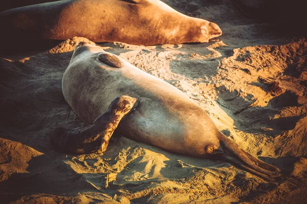 캘리포니아 코끼리 바다표범의 Oceango Earless Seals Genus Mirounga 새끼에게 우유를 — 스톡 사진