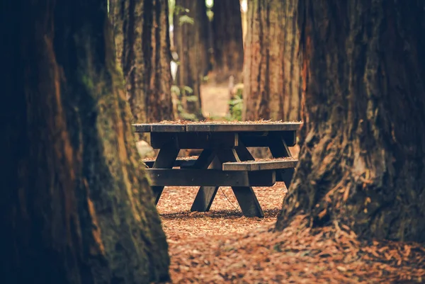 Drewniana Ławka Leśna Pomiędzy Lasem Redwood Starożytny Las Park Narodowy — Zdjęcie stockowe