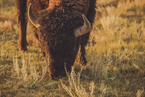 American Bison Colorado Grassland Close Tema Della Fauna Selvatica — Foto Stock