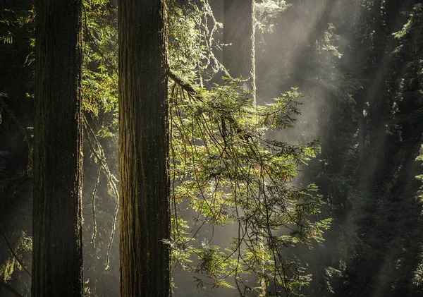 Vroege Zonnige Ochtend Het Redwood Forest Zonnestralen Die Door Het — Stockfoto
