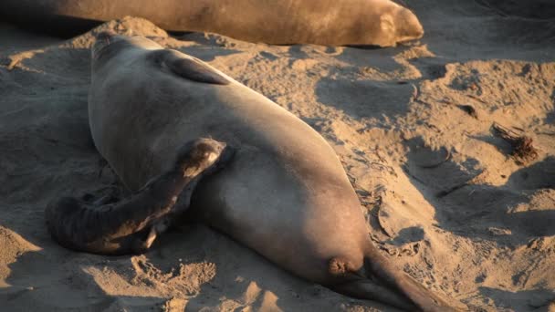 Καλιφόρνια Coast Elephant Seals Περίοδος Αναπαραγωγής Ωκεάνιες Γήινες Φώκιες Στο — Αρχείο Βίντεο