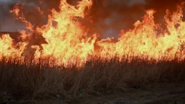 Quema Pastizales Secos Que Arden Enormes Llamas Incendios Forestales Peligrosos — Vídeo de stock