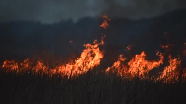 Slow Motion Footage Burning Száraz Gyepterület Távoli Helyen — Stock videók