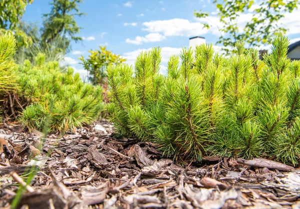 Pinus Mugo Dwarf Mountain Pine Jardim Durante Ensolarada Primavera Europa — Fotografia de Stock