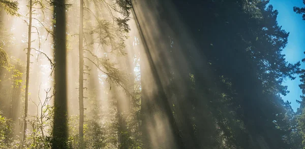 Sun Rays Coming Ancient Forest Branches Foggy California Coastal Redwood — Photo