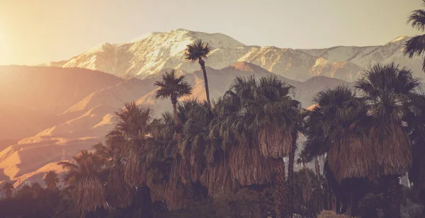 Palm Springs California Panoramic Landscape Warm Violet Colour Graded. Palm Trees and San Bernardino Mountain Range Covered by Snow