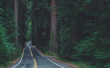 Avenue of a Giants Scenic California Ancient Forest Road. Most Scenic Drive Among the Redwoods. United States of America.