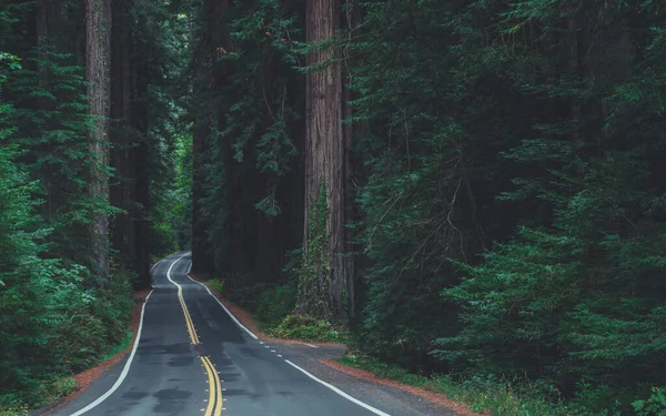 Avenue Giants Scenic California Ancient Forest Road Most Scenic Drive — Stock Photo, Image