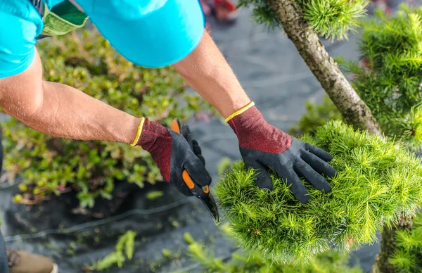 Professioneller Kaukasischer Gärtner Pflegt Dekorative Pflanzen Garten Indem Äste Zurückschneidet — Stockfoto