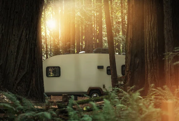 Travel Trailer RV Camping in the California Redwood Forest. Recreational Vehicles Road Trip Theme.