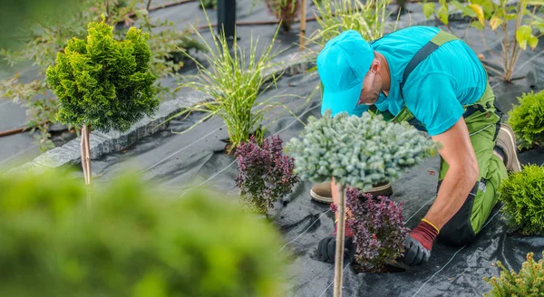 Kaukasischer Professioneller Landschaftsgärtner Seinen Vierzigern Pflanzt Neue Zierbäume Neu Entwickelten — Stockfoto