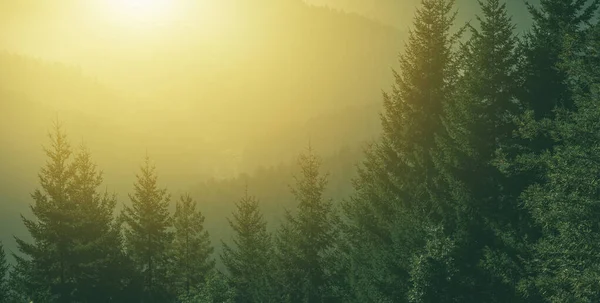 Summer Sunny Woodland Manzara Panoramik Fotoğrafı Kuzey Kaliforniya Sekoya Ormanı — Stok fotoğraf