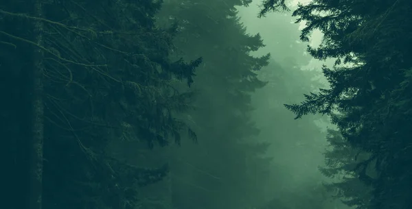 Beauty Nature Foggy Coastal Redwood Forest Panoramic Photo Ancient Woodland — Stock Photo, Image