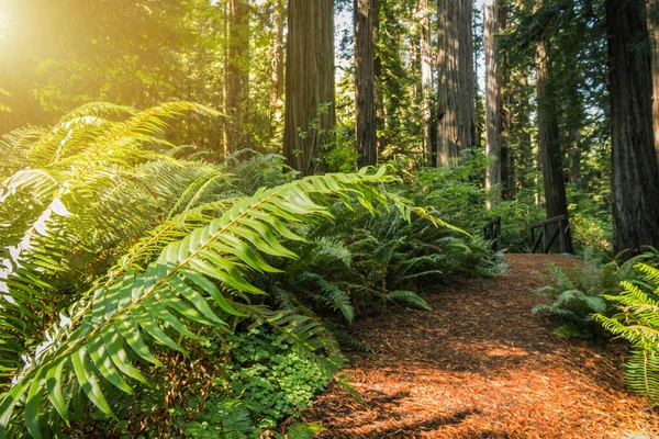 Kuzey Kaliforniya Kıyı Ormanı Nda Büyük Eğreltiotlu Sunny Redwood Yolu — Stok fotoğraf