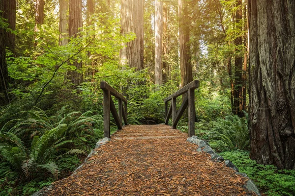 Liten Träbäck Bro Stig Redwood Ancient Forest Kustlandskap Norra Kalifornien — Stockfoto